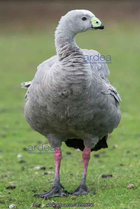 : Cape Barren Goose adult out grazing : Cape Barren Goose adult out grazing