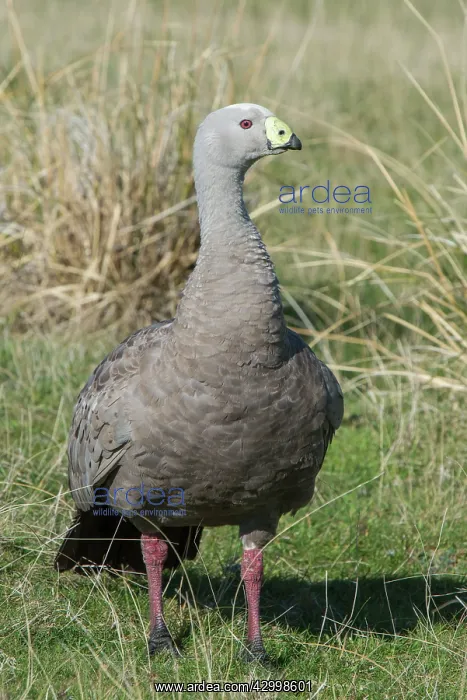 : Cape Barren Goose adult out grazing : Cape Barren Goose adult out grazing