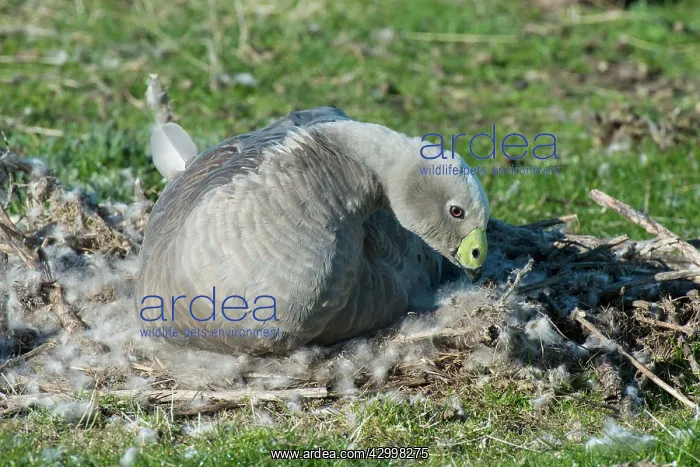 : Cape Barren Goose adult on nest made of down and : Cape Barren Goose adult on nest made of down and