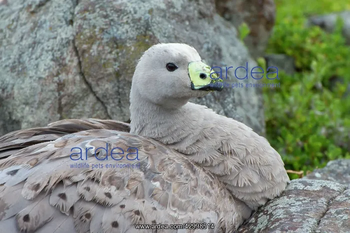 : Cape Barren Goose adult on nest incubating eggs : Cape Barren Goose adult on nest incubating eggs