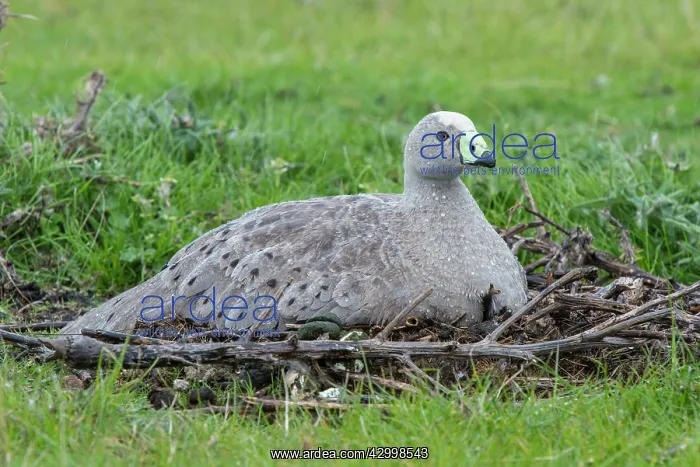: Cape Barren Goose adult on nest incubating eggs : Cape Barren Goose adult on nest incubating eggs
