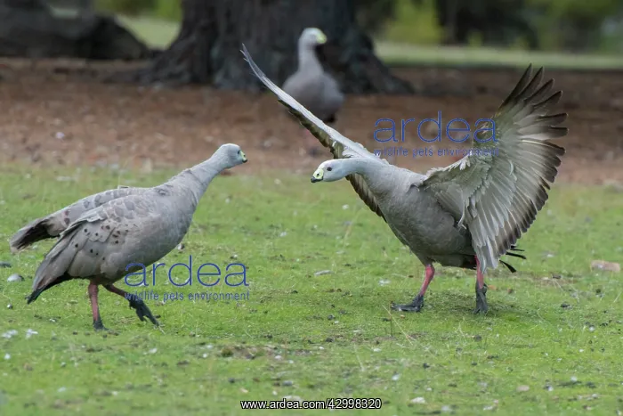 : Cape Barren Goose adult with wings outstretched : Cape Barren Goose adult with wings outstretched