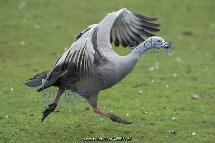 : Cape Barren Goose adult with wings outstretched : Cape Barren Goose adult with wings outstretched