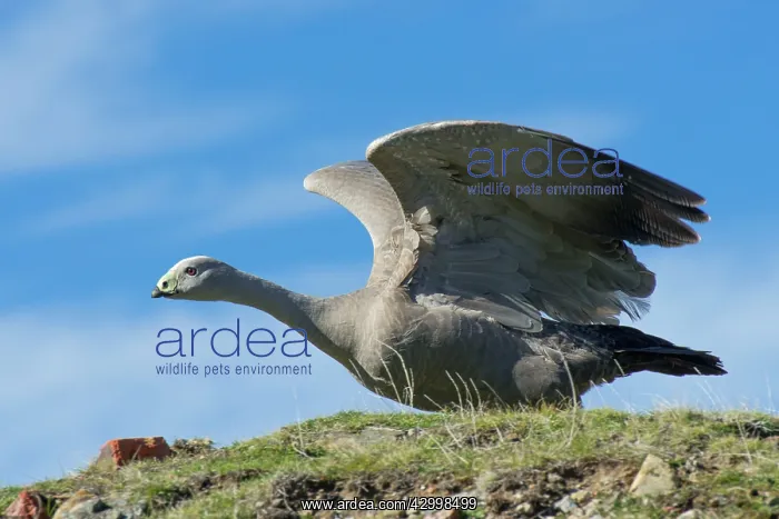  : Cape Barren Goose adult with wings outstretched
