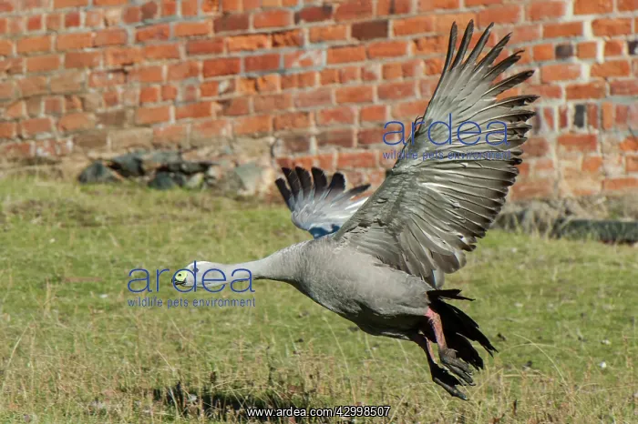 : Cape Barren Goose adult with wings outstretched : Cape Barren Goose adult with wings outstretched