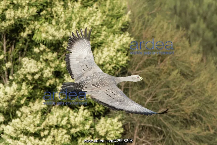 : Cape Barren Goose adult with wings outstretched in flight : Cape Barren Goose adult with wings outstretched in flight