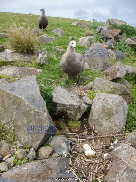 : Cape Barren Goose checking two eggs in nest : Cape Barren Goose checking two eggs in nest