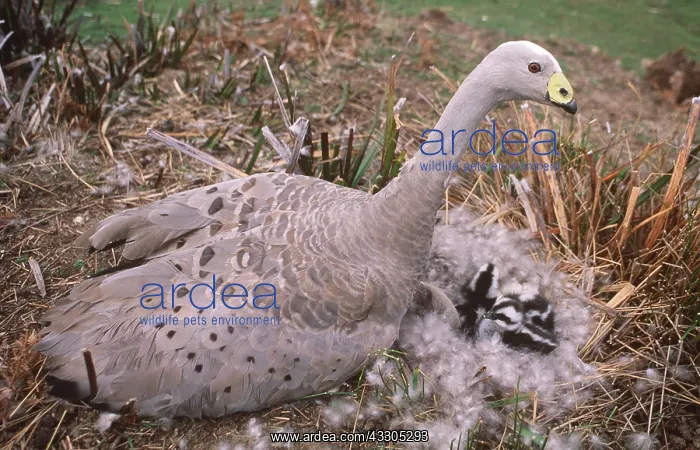 : CAPE BARREN GOOSE - on feather lined nest with goslings : CAPE BARREN GOOSE - on feather lined nest with goslings