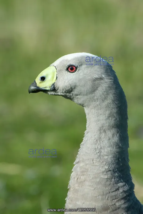 : Cape Barren Goose head close up showing greenish yellow cerc : Cape Barren Goose head close up showing greenish yellow cerc