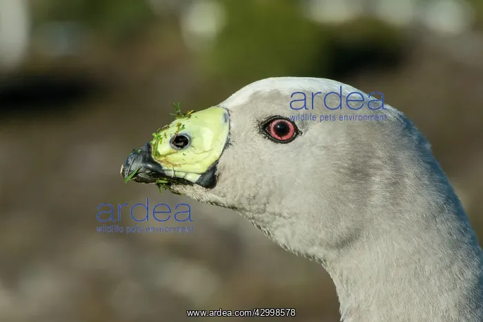 : Cape Barren Goose head close up showing greenish yellow cerc : Cape Barren Goose head close up showing greenish yellow cerc