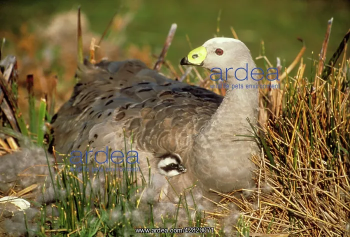 : Cape Barren GOOSE - lying with young tucked under wing : Cape Barren GOOSE - lying with young tucked under wing