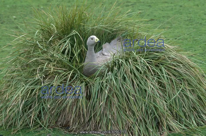 : Cape Barren Goose on Nest : Cape Barren Goose on Nest