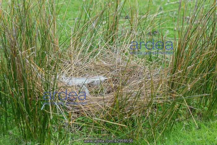 : Cape Barren Goose nest showing down and grass construction : Cape Barren Goose nest showing down and grass construction