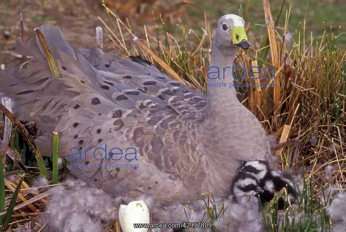 : Cape Barren Goose - on nest with young : Cape Barren Goose - on nest with young