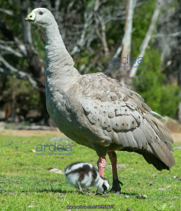 : Cape Barren Goose parent on high-alert as its 3 : Cape Barren Goose parent on high-alert as its 3