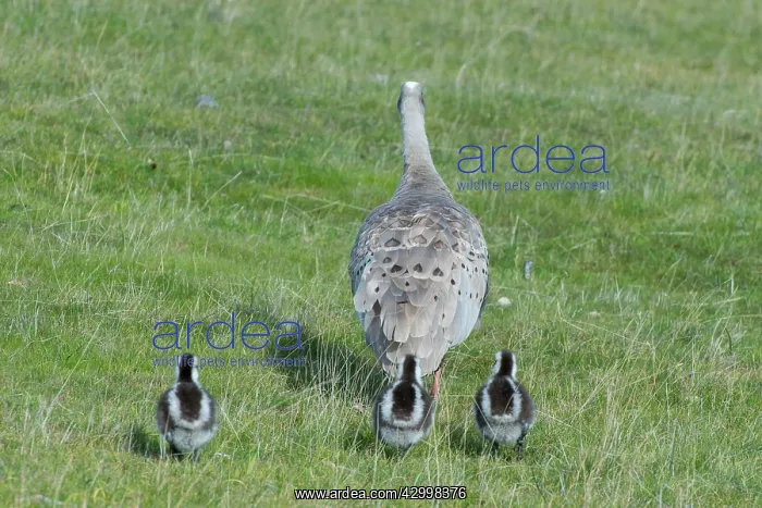 : Cape Barren Goose parent with three-week old chicks : Cape Barren Goose parent with three-week old chicks