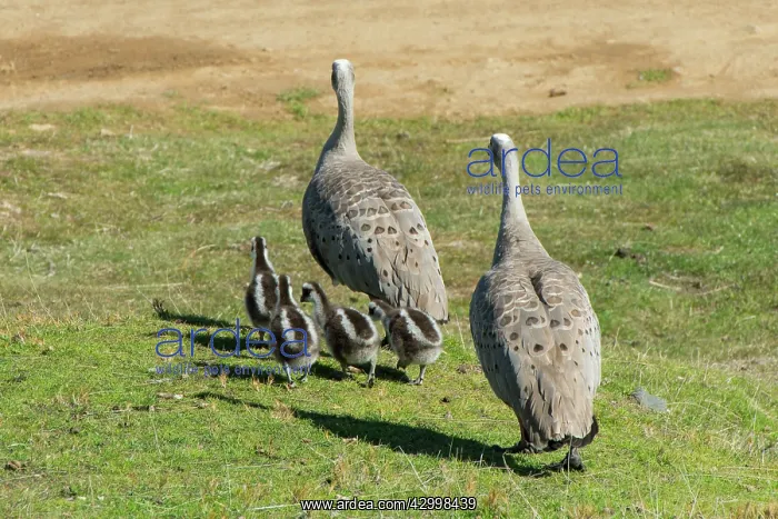 : Cape Barren Goose parents with approx. 3 week old : Cape Barren Goose parents with approx. 3 week old