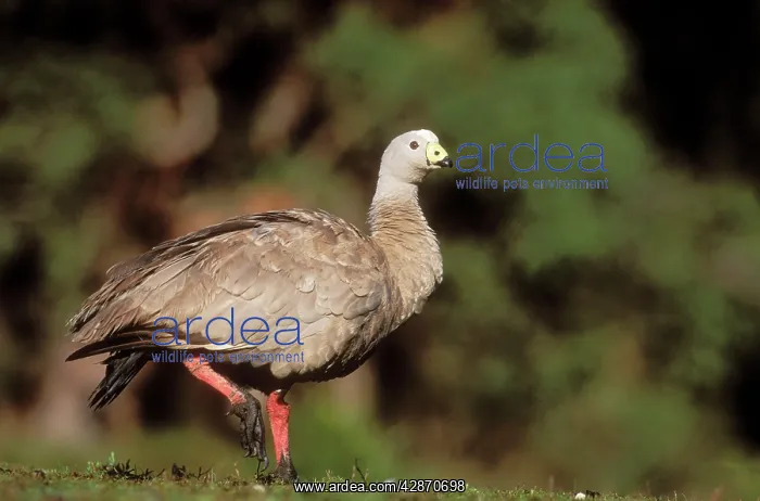 : Cape Barren Goose - standing on one leg : Cape Barren Goose - standing on one leg