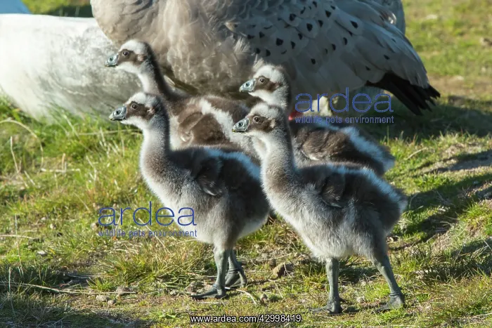 : Cape Barren Goose Three week old chicks walking : Cape Barren Goose Three week old chicks walking