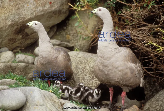 : Cape Barren GOOSE- x2, with young : Cape Barren GOOSE- x2, with young