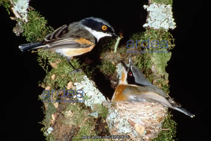 : Cape Batis - feeding at nest : Cape Batis - feeding at nest