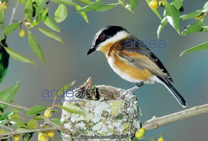 : Cape Batis - female at nest with young : Cape Batis - female at nest with young