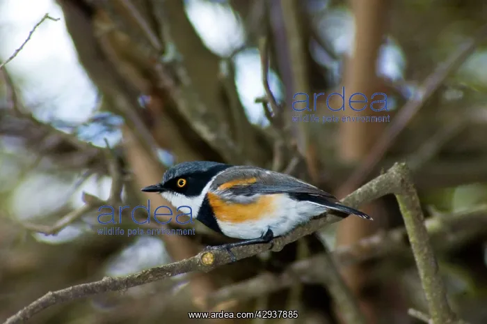 : Cape Batis - Male perched in bush : Cape Batis - Male perched in bush