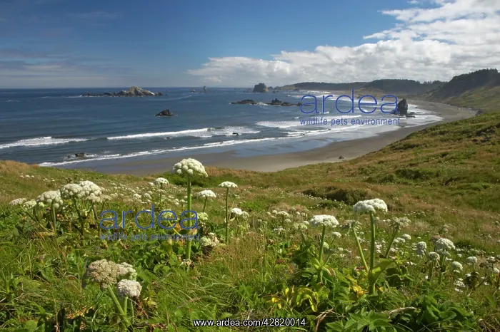  : Cape Blanco