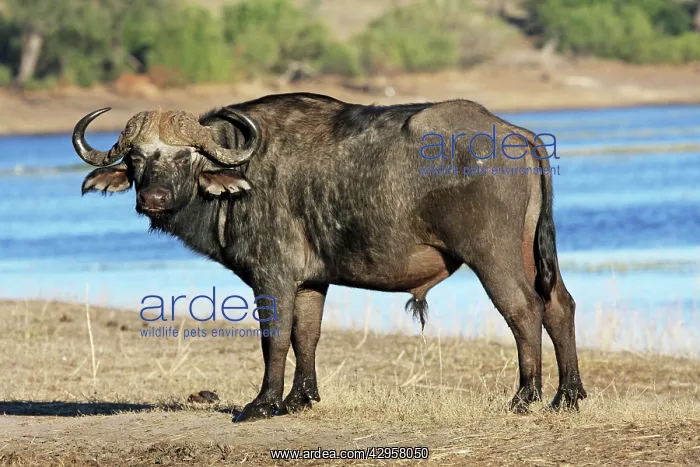 : Cape buffalo : Cape buffalo