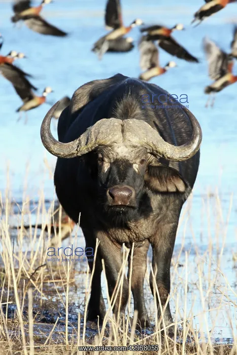 : Cape buffalo : Cape buffalo