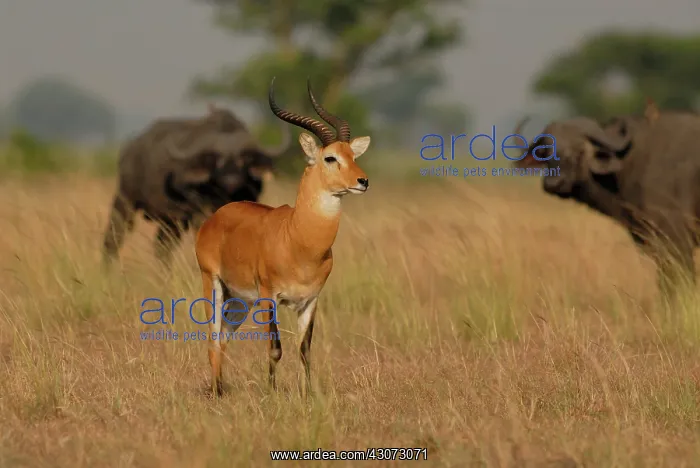 : Cape Buffalo : Cape Buffalo