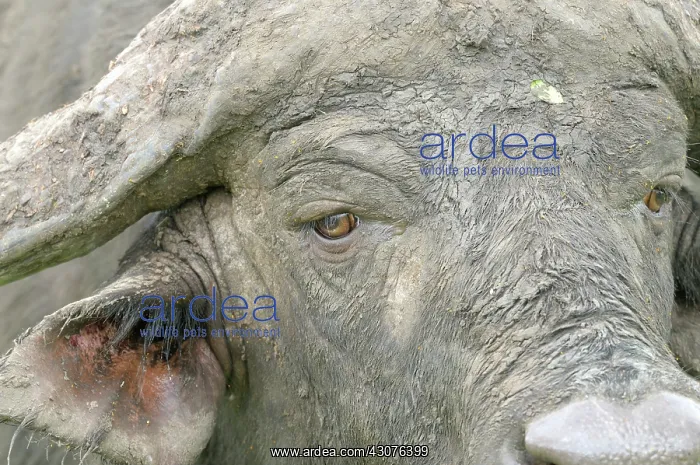 : Cape Buffalo : Cape Buffalo
