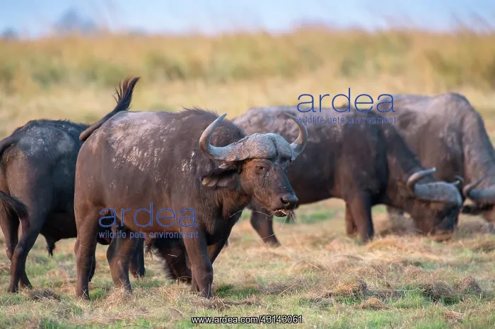 : Cape Buffalo : Cape Buffalo