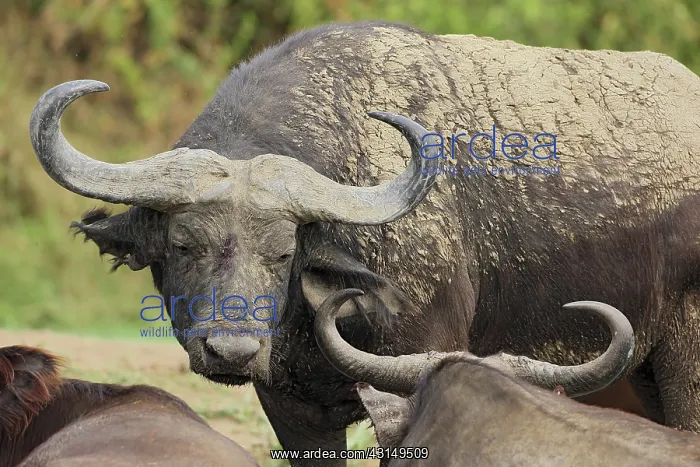 : Cape Buffalo : Cape Buffalo