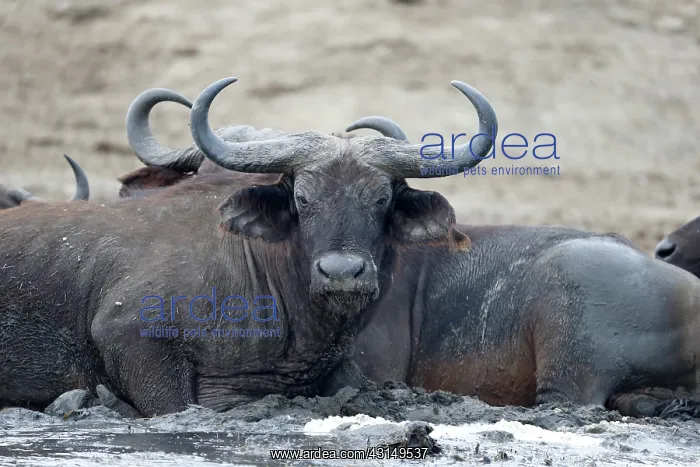 : Cape Buffalo : Cape Buffalo