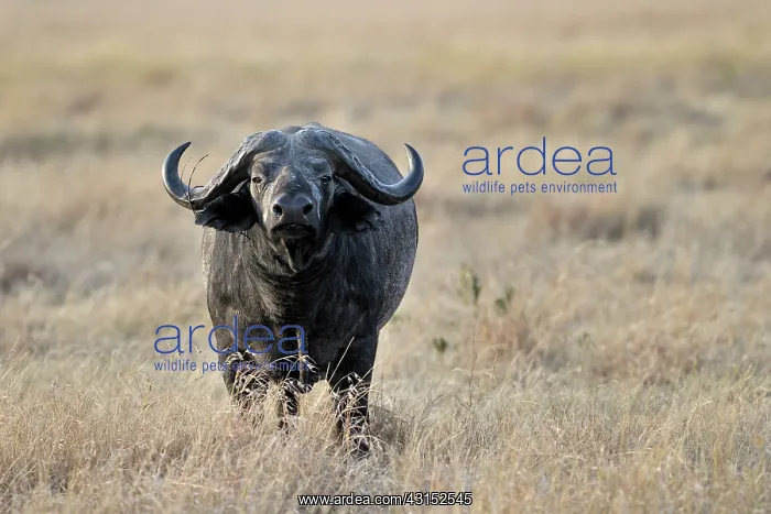 : Cape Buffalo : Cape Buffalo