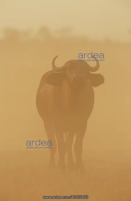 : Cape Buffalo : Cape Buffalo
