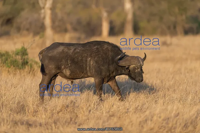 : Cape Buffalo : Cape Buffalo