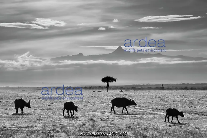 : Cape Buffalo : Cape Buffalo