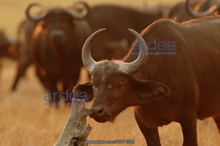 : Cape Buffalo : Cape Buffalo