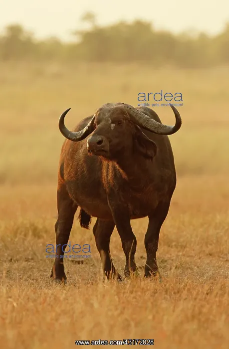 : Cape Buffalo : Cape Buffalo