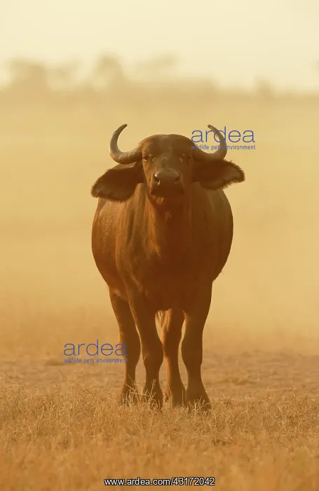 : Cape Buffalo : Cape Buffalo