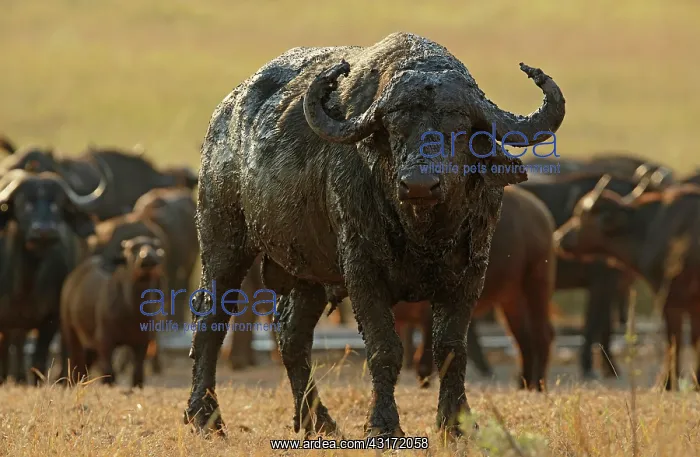 : Cape Buffalo : Cape Buffalo