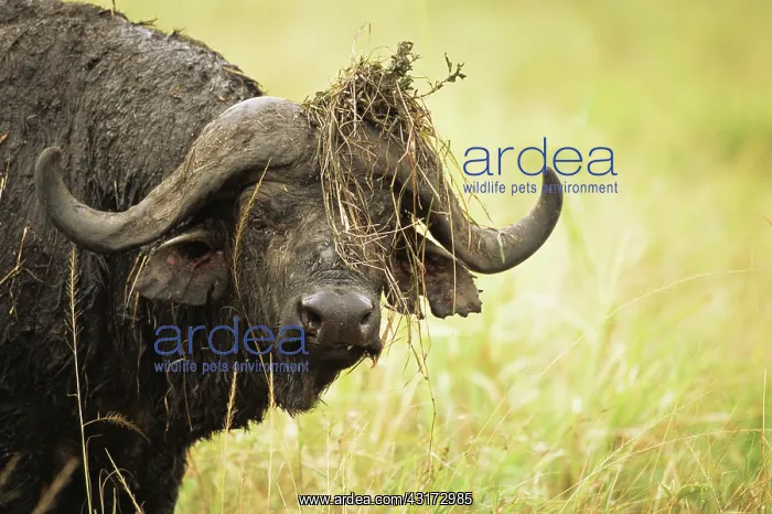 : Cape Buffalo : Cape Buffalo