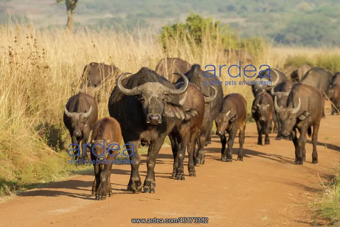 : Cape Buffalo : Cape Buffalo