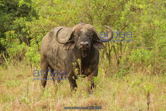 : Cape Buffalo : Cape Buffalo