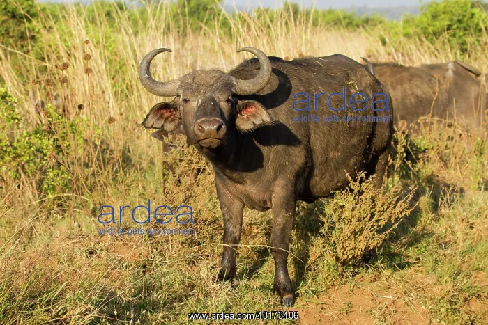 : Cape Buffalo : Cape Buffalo