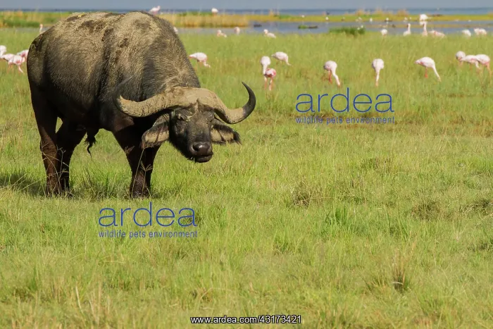 : Cape Buffalo : Cape Buffalo