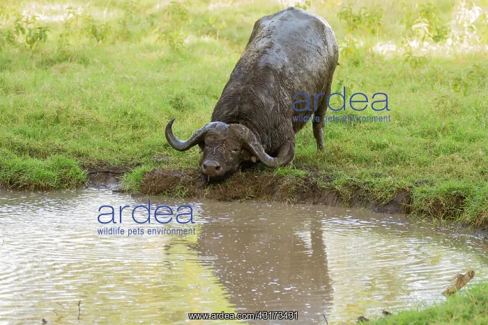 : Cape Buffalo : Cape Buffalo