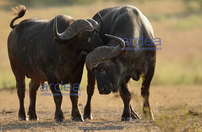 : Cape Buffalo : Cape Buffalo